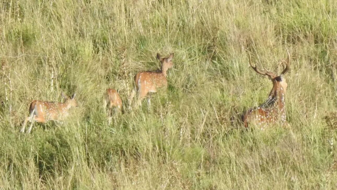 Ciervo asiático Axis axis es registrado en el Sur de Brasil, invade áreas urbanas y preocupa a ambientalistas por riesgos a la fauna nativa.