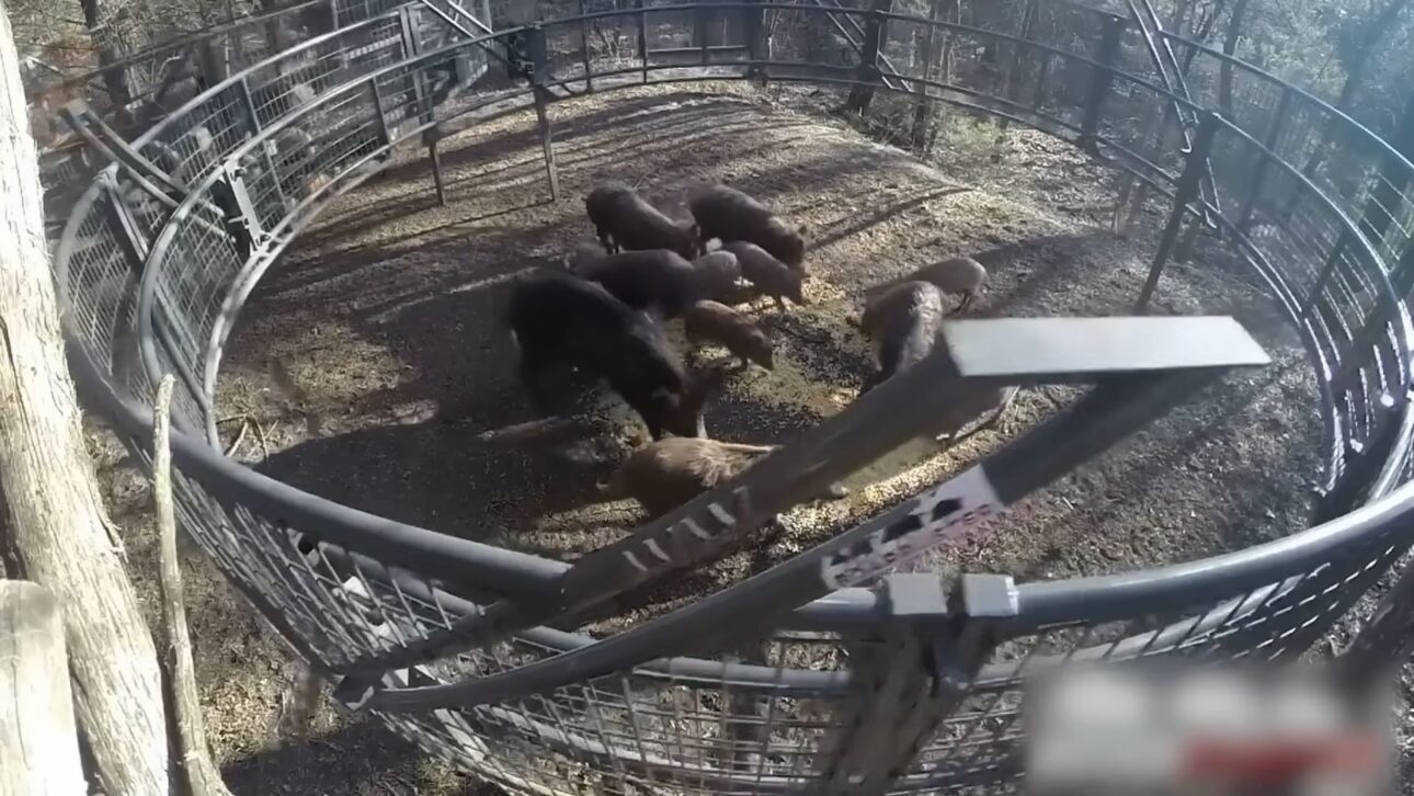 Productores de Texas Adoptan Trampas a Gran Escala y Monitoreo para Contener Jabalíes, Reducir Daños Agrícolas y Mantener Control Continuo de la Especie.