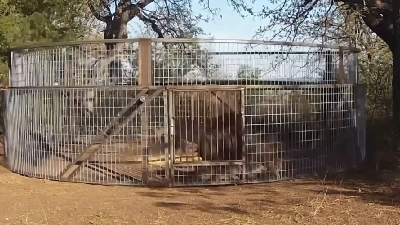 Productores de Texas Adoptan Trampas a Gran Escala y Monitoreo para Contener Jabalíes, Reducir Daños Agrícolas y Mantener Control Continuo de la Especie.