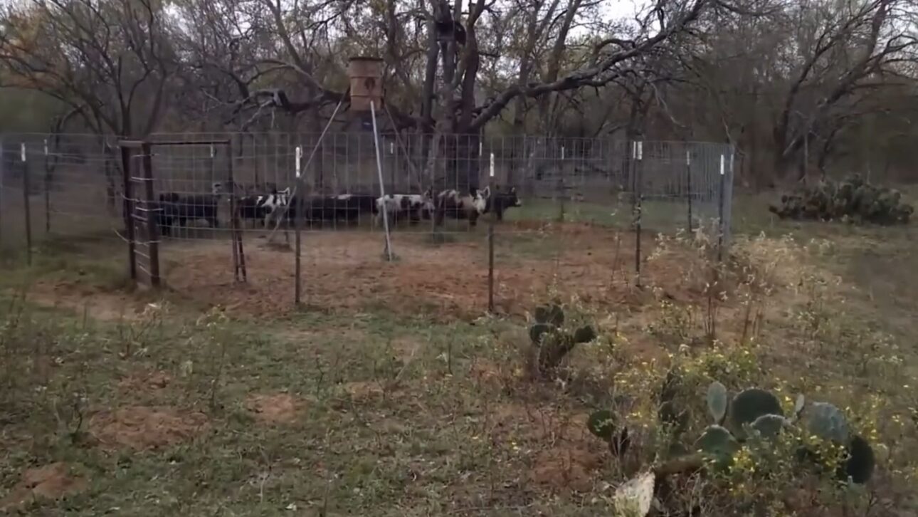 Productores de Texas Adoptan Trampas a Gran Escala y Monitoreo para Contener Jabalíes, Reducir Daños Agrícolas y Mantener Control Continuo de la Especie.