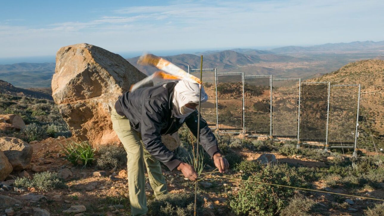 Tecnología alemana capta agua de la niebla en Marruecos y abastece aldeas cerca del Sáhara con redes que transforman humedad del aire en agua potable.
