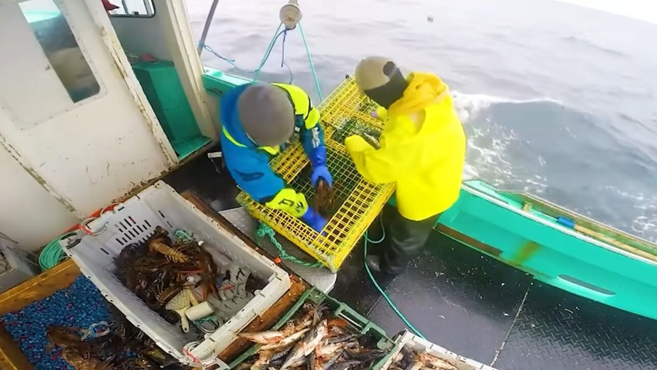 Tecnología, métodos de captura y logística explican cómo peces gigantes son pescados en el océano y llegan a los mercados y restaurantes.
