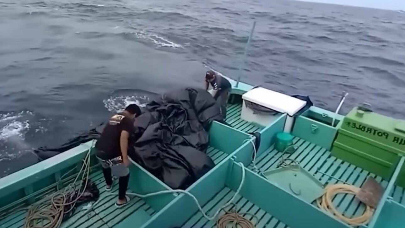 Tecnología, métodos de captura y logística explican cómo peces gigantes son pescados en el océano y llegan a los mercados y restaurantes.