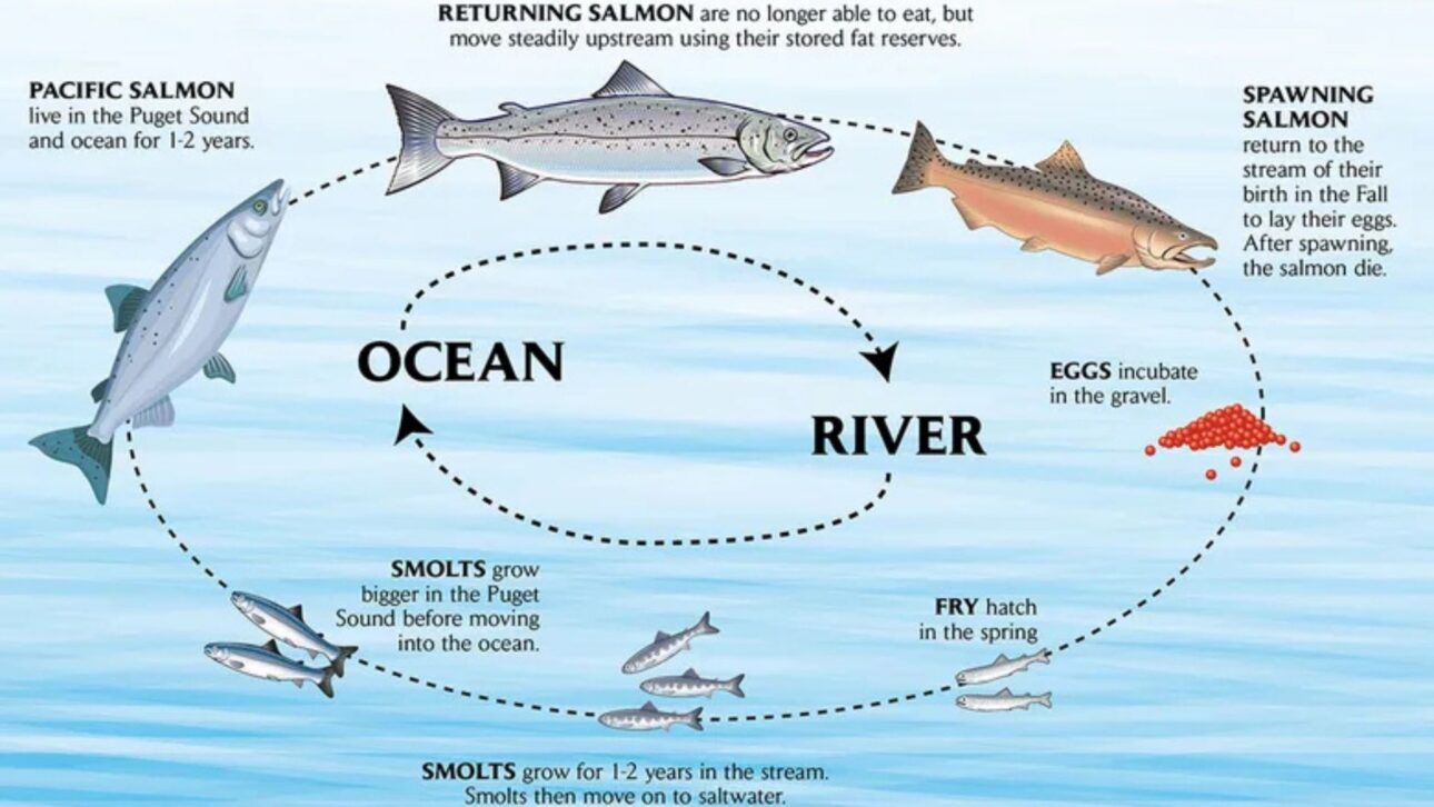 Salmón rojo nada contra la corriente en río del noroeste del Pacífico durante migración reproductiva, fenómeno central de la migración animal y del ciclo de vida de la especie. (Imagen: Getty Images)