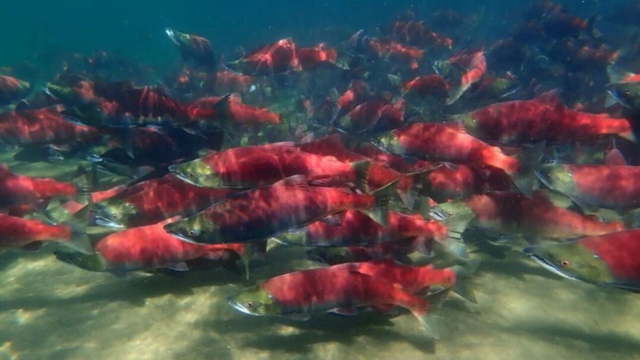 Salmón rojo nada contra la corriente en río del noroeste del Pacífico durante migración reproductiva, fenómeno central de la migración animal y del ciclo de vida de la especie. (Imagen: Getty Images)
