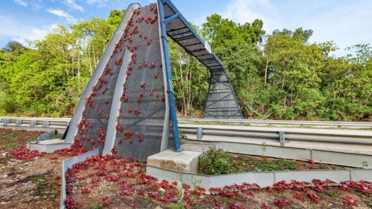Cangrejos rojos atraviesan carretera en la isla Christmas durante migración anual al mar para la reproducción, fenómeno ligado a las lluvias tropicales. (Imagen: Getty Images)