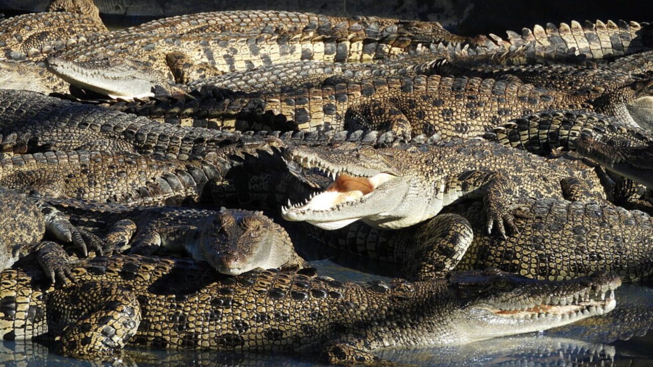 La Cría De Cocodrilos En El Norte De Australia Abastece Mercado De Carne Exótica Y Cuero De Lujo, Bajo Reglas Ambientales Y Control Estatal.