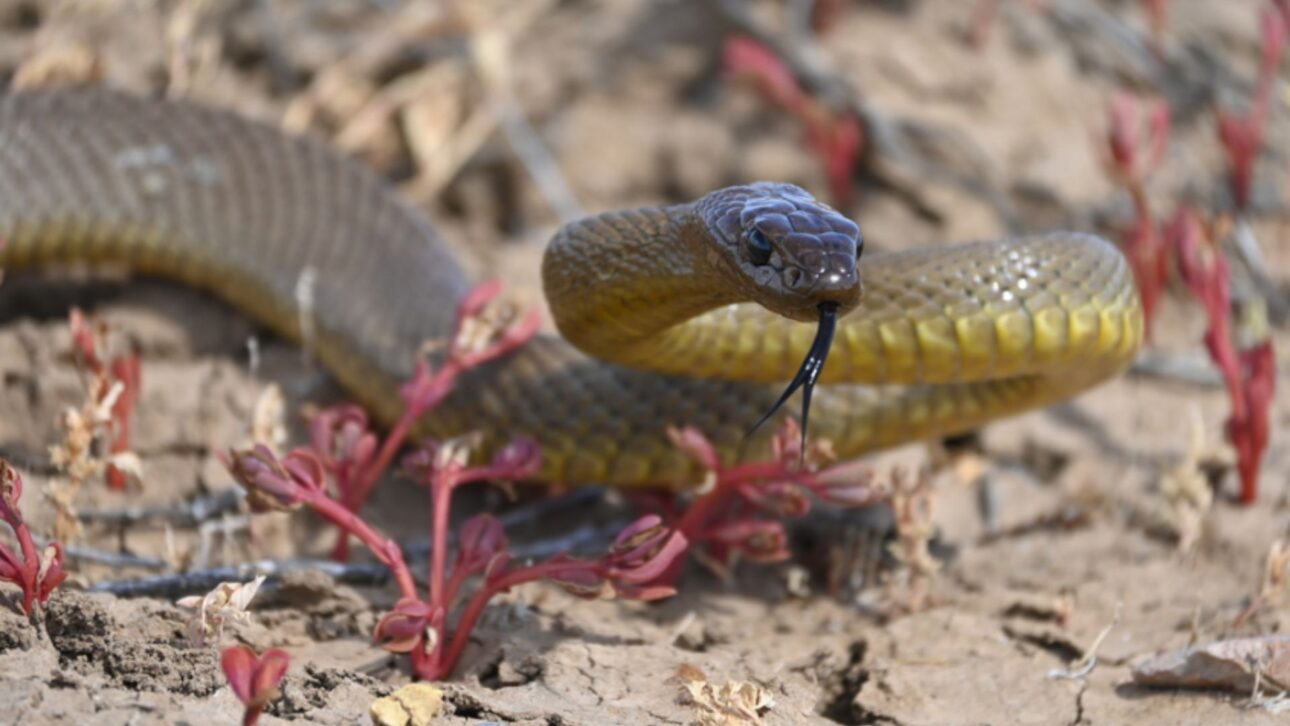 La taipán del interior es señalada como la serpiente terrestre más venenosa del mundo, con veneno altamente tóxico, hasta 2,5 metros y hábitat remoto en Australia.