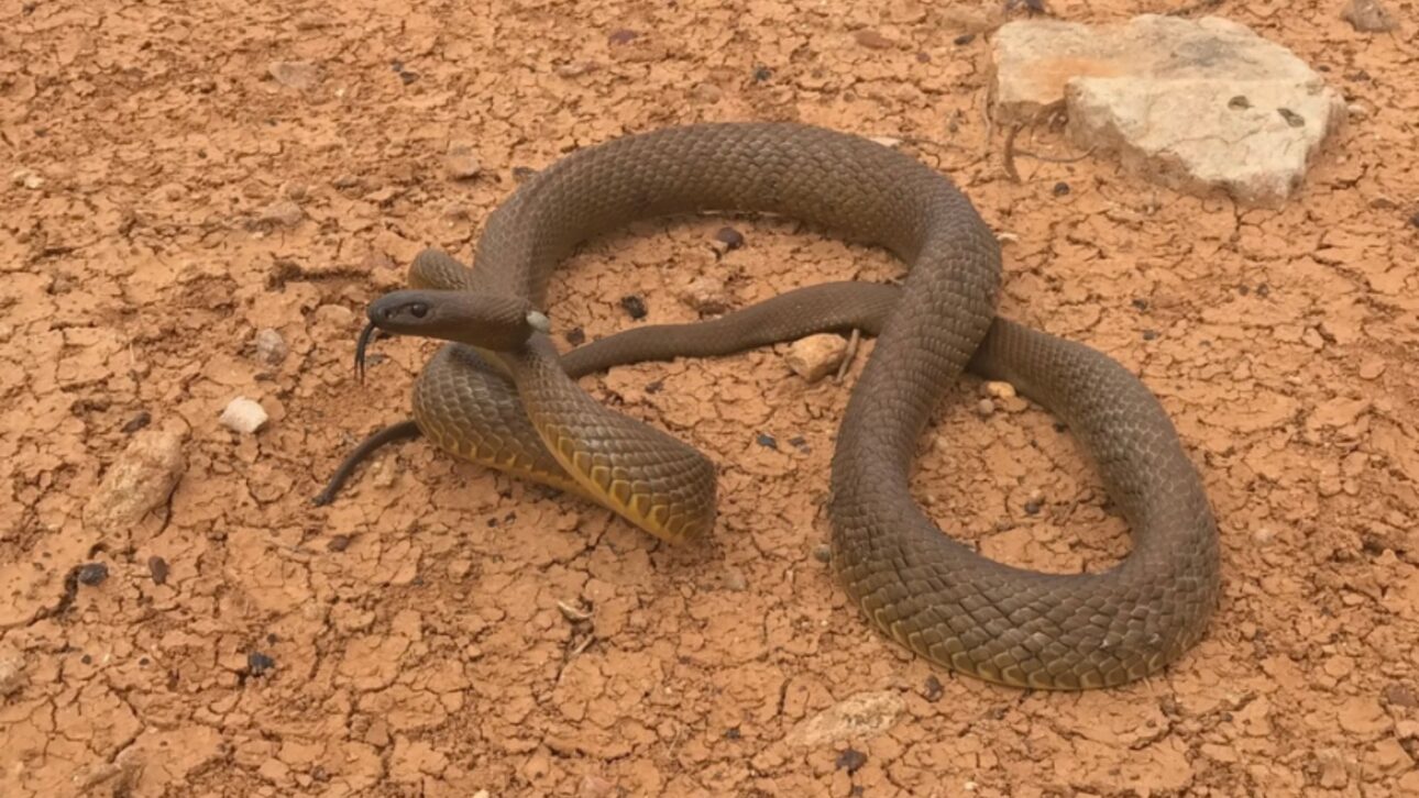 La taipán del interior es señalada como la serpiente terrestre más venenosa del mundo, con veneno altamente tóxico, hasta 2,5 metros y hábitat remoto en Australia.