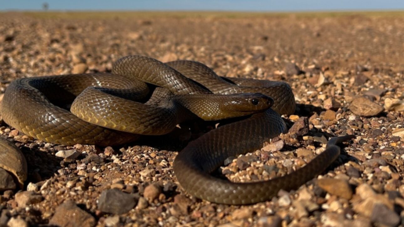 La taipán del interior es señalada como la serpiente terrestre más venenosa del mundo, con veneno altamente tóxico, hasta 2,5 metros y hábitat remoto en Australia.