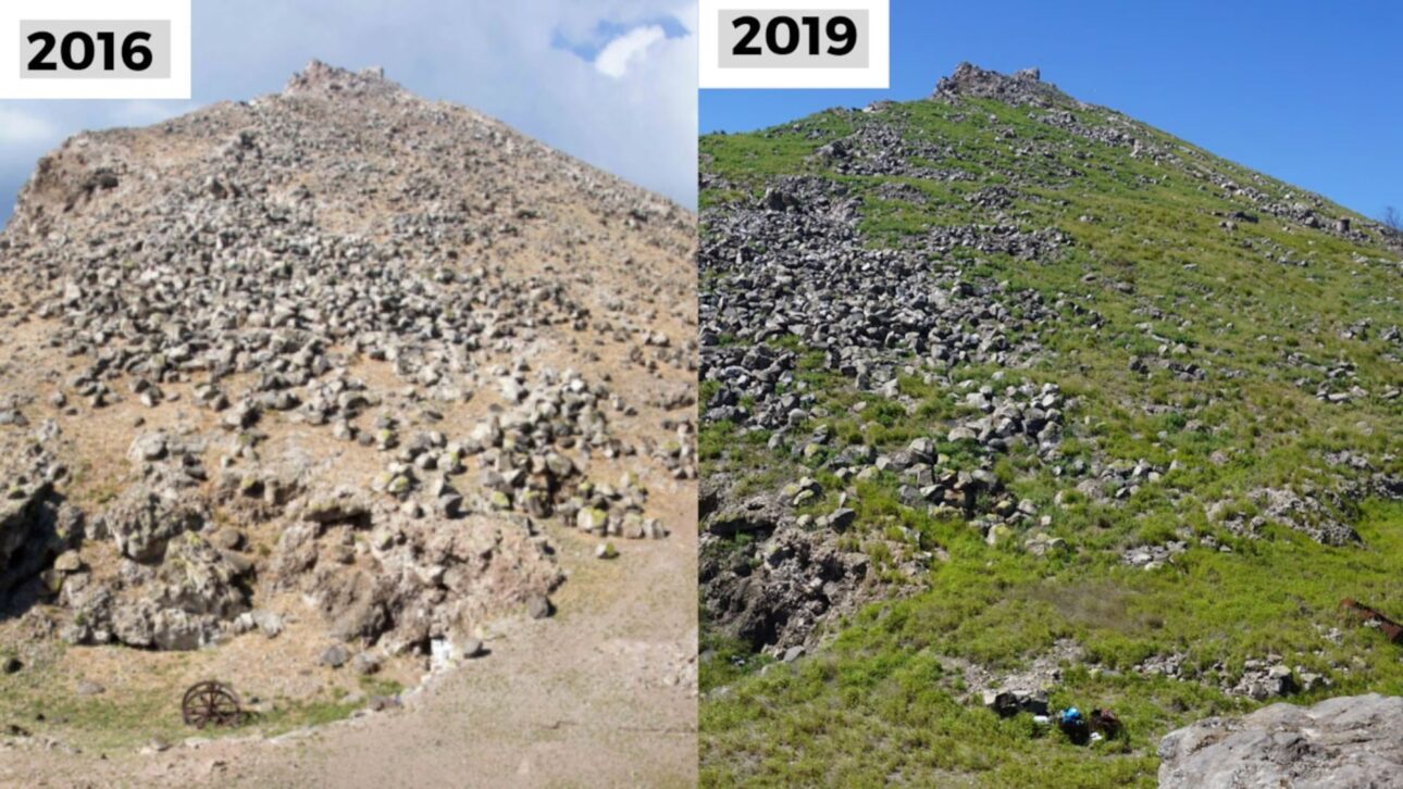 La erradicación de cabras ferales en la Isla Guadalupe permitió la recuperación de plantas nativas y reforestación, pero reveló erosión extrema y nuevas invasiones.