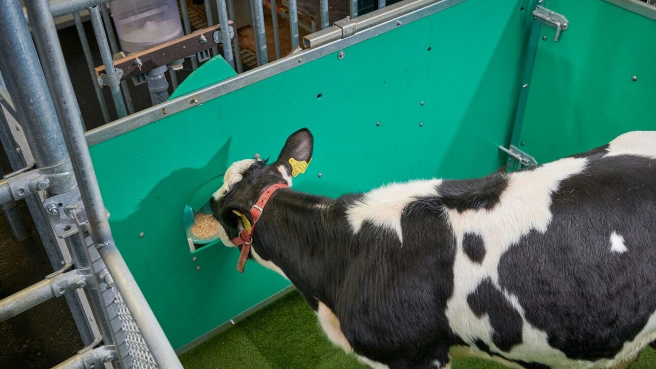 Experimento científico mostró que terneros pueden aprender a orinar en un lugar específico del corral, usando recompensa y corrección leve, con impacto directo en el manejo y la higiene de la ganadería.