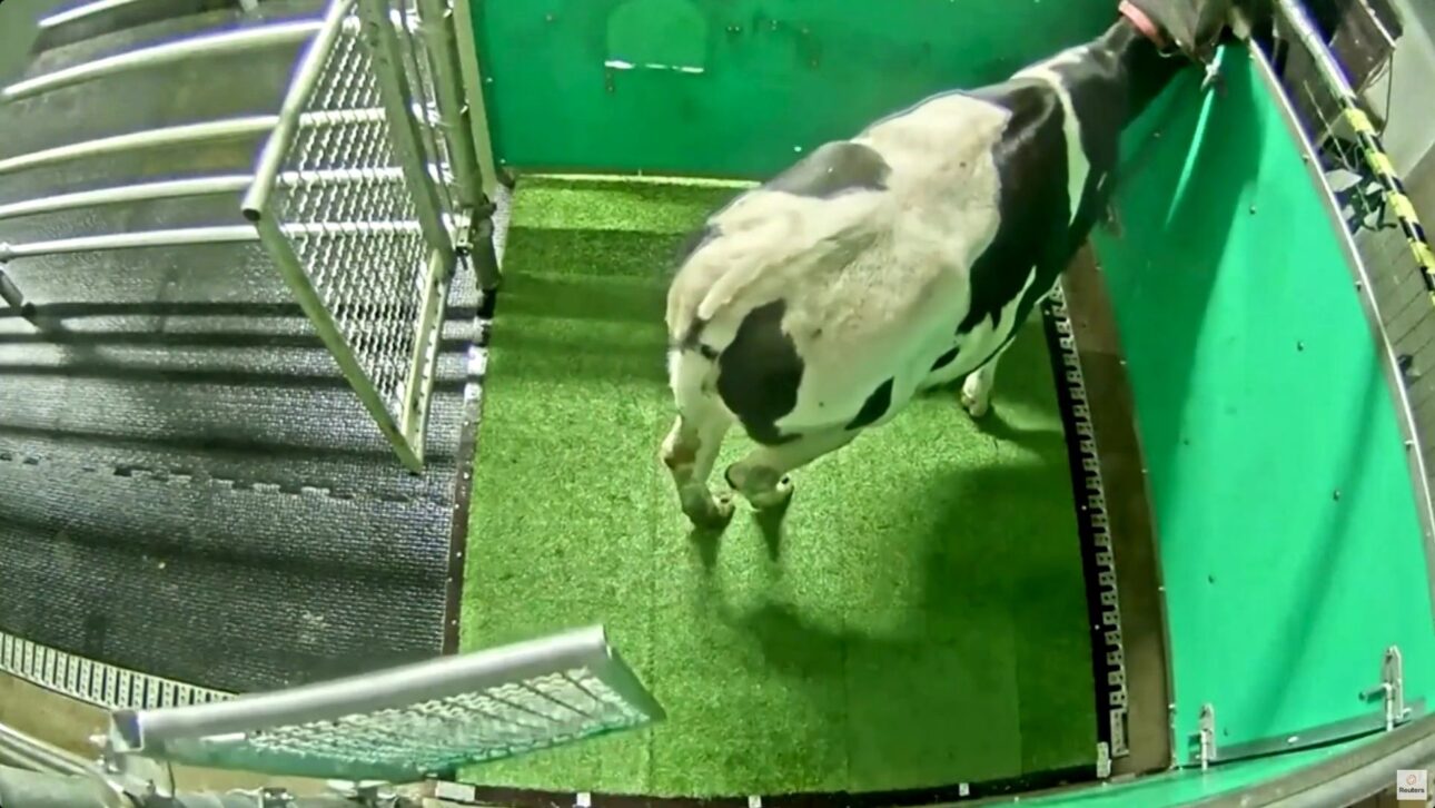Experimento científico mostró que terneros pueden aprender a orinar en un lugar específico del corral, usando recompensa y corrección leve, con impacto directo en el manejo y la higiene de la ganadería.