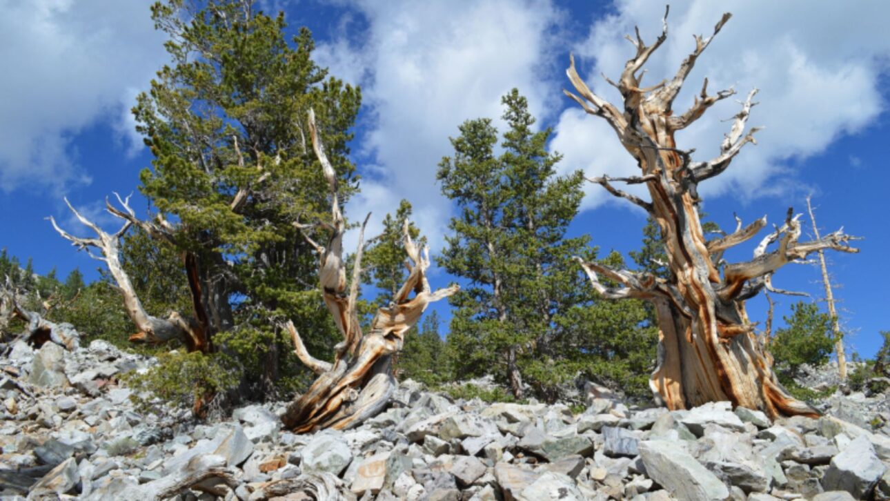 Corte De Árbol Milenario En Los EUA Exponía Fallas Científicas Y Se Convirtió En Símbolo Del Conflicto Entre Investigación, Ética Ambiental Y Preservación Histórica.