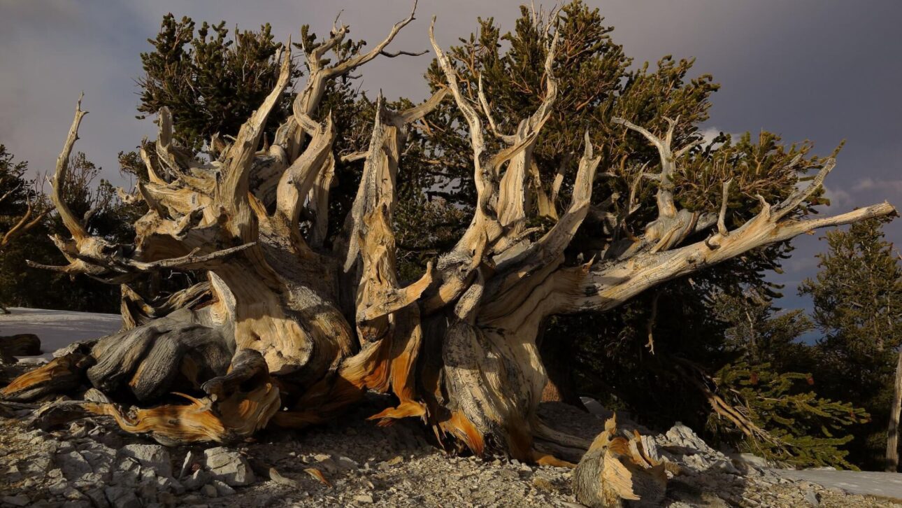Corte De Árbol Milenario En Los EUA Exponía Fallas Científicas Y Se Convirtió En Símbolo Del Conflicto Entre Investigación, Ética Ambiental Y Preservación Histórica.