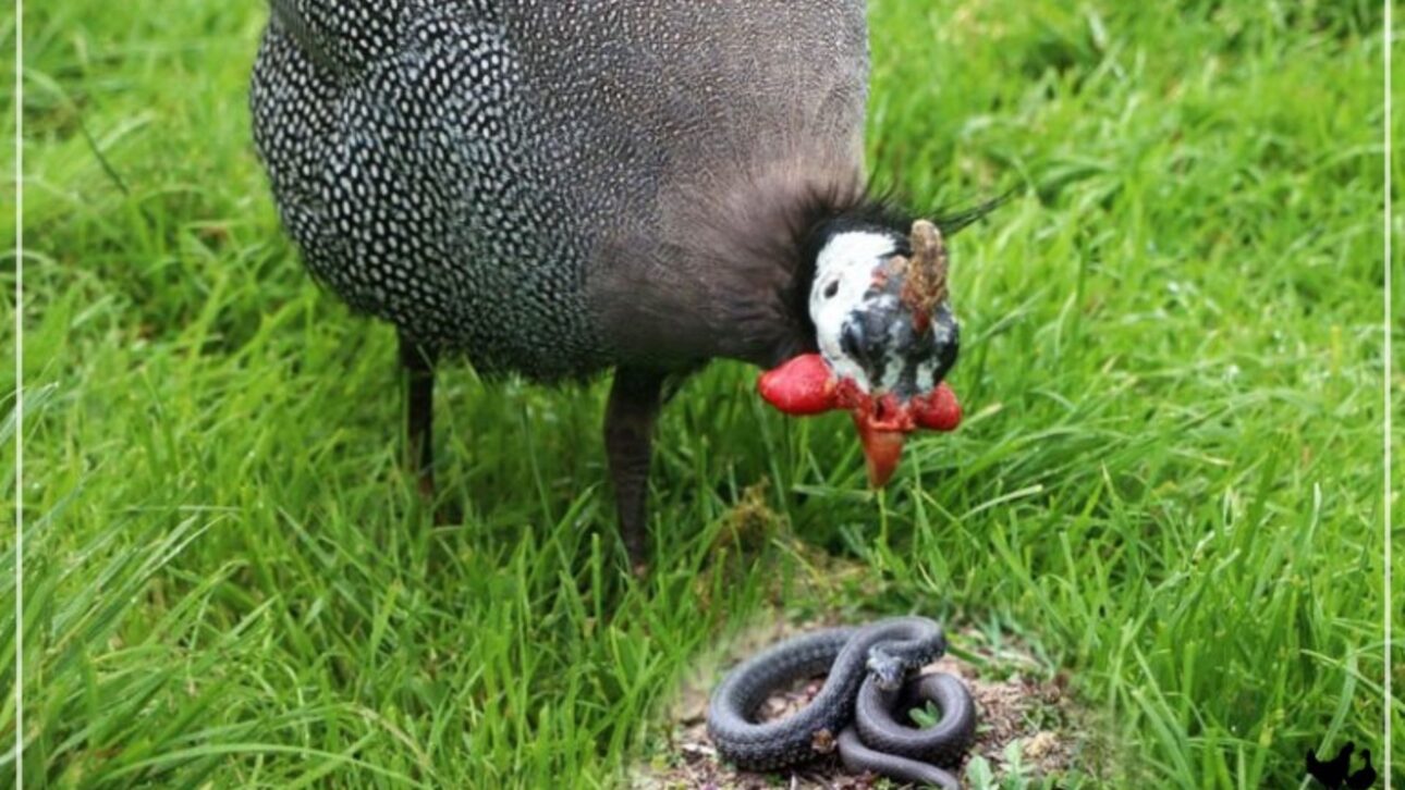 Las gallinas-de-angola rodean serpientes con estrategia colectiva, emiten alertas y presionan hasta la fuga, explicando por qué protegen patios en Brasil.