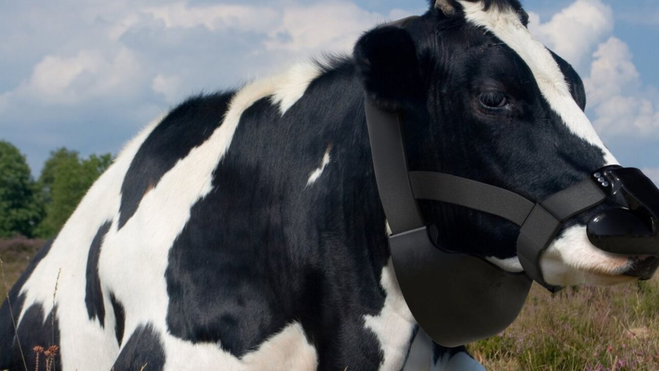 Máscara desarrollada para bovinos captura metano liberado en la respiración, usa sensores y ventilación y ya es testada con apoyo de grandes empresas del agronegocio.