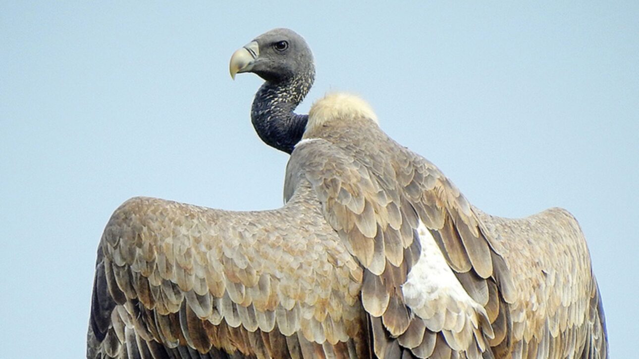 Después de la prohibición del diclofenaco en 2006, los buitres regresan a La India con sueltas monitorizadas y retoman funciones ecológicas vitales en el control de carcazas.