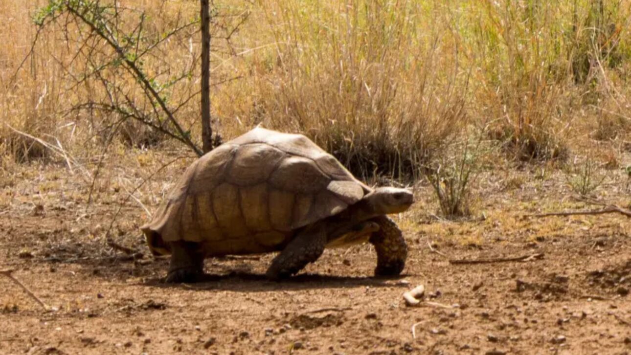 El experimento en el Sáhara muestra cómo las tortugas sulcata ayudaron a regenerar el suelo, crear túneles profundos y estimular el retorno de la vegetación en áreas áridas.