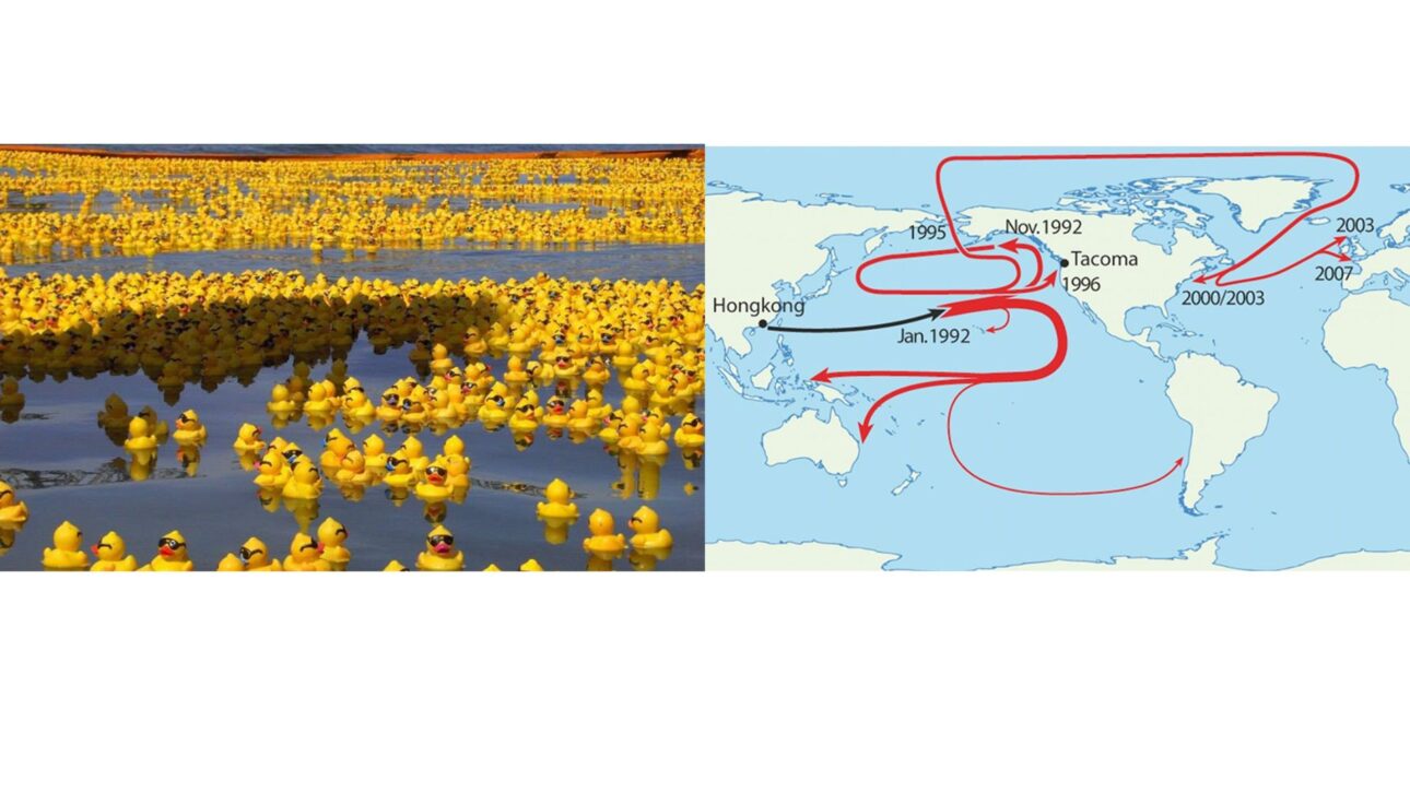 Casi 30 mil patos de goma cayeron en el Pacífico en 1992 y cruzaron océanos durante décadas, ayudando a revelar corrientes marítimas, el deshielo en el Ártico y la persistencia del plástico en el mar.