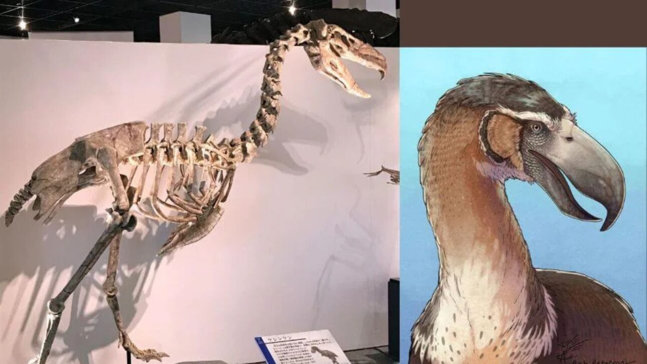 Las aves del terror dominaron América del Sur por millones de años, corrieron a 70 km/h y dejaron parientes vivos como la seriema actual.