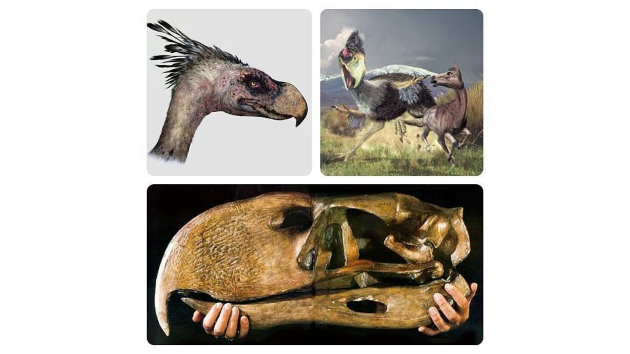 Las aves del terror dominaron América del Sur por millones de años, corrieron a 70 km/h y dejaron parientes vivos como la seriema actual.