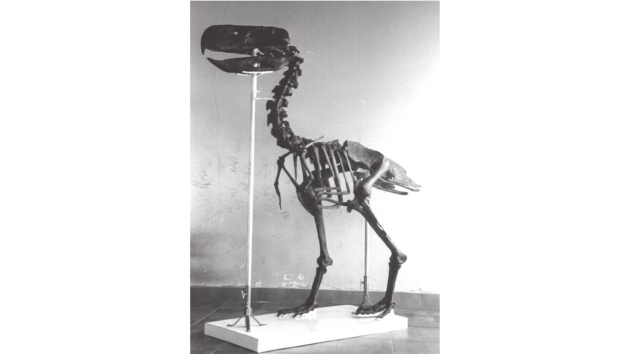 Las aves del terror dominaron América del Sur por millones de años, corrieron a 70 km/h y dejaron parientes vivos como la seriema actual.