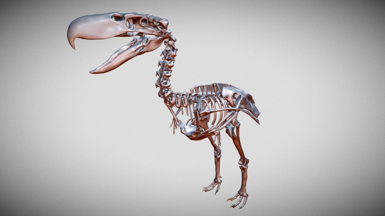 Las aves del terror dominaron América del Sur durante millones de años, corrieron a 70 km/h y dejaron parientes vivos como la seriema actual.