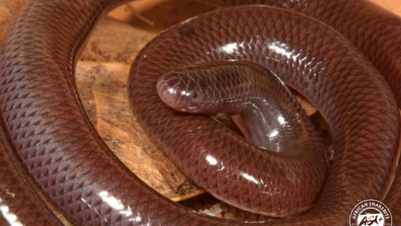 Serpiente minúscula se reproduce sin machos, vive enterrada en el suelo y se ha esparcido por el mundo viajando en macetas de plantas, llamando la atención de científicos y organismos ambientales.