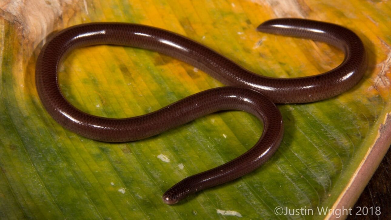 Serpiente minúscula se reproduce sin machos, vive enterrada en el suelo y se ha esparcido por el mundo viajando en macetas de plantas, llamando la atención de científicos y organismos ambientales.