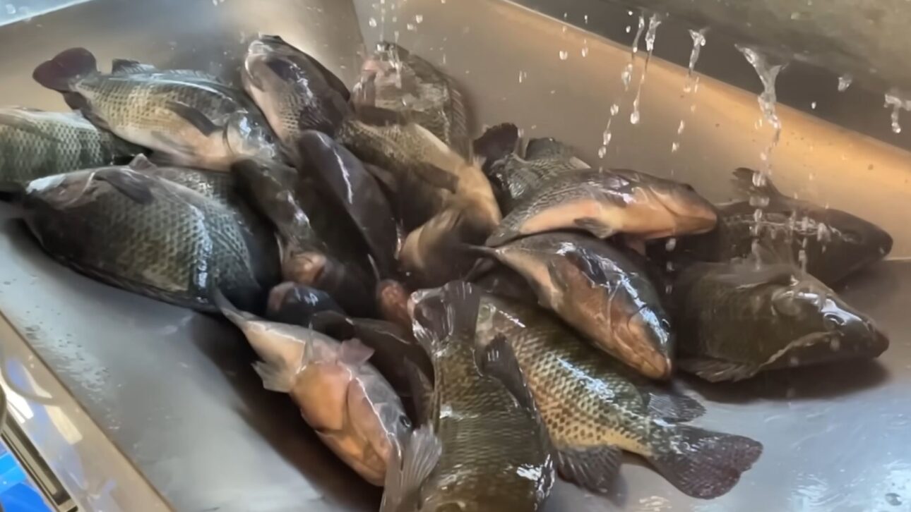 Megaoperación de tilapia en Paraná procesa 14,5 toneladas por día, utiliza 20 mil kg de alimento y exporta filete fresco a EE. UU. en 48 horas.