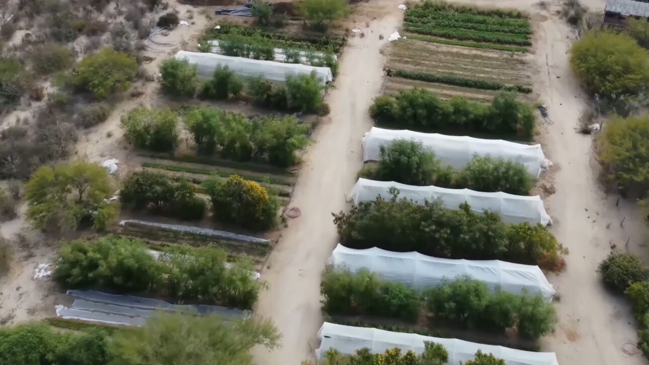 Granja En El Desierto De Sonora Regenera Suelo Con Hongos, Biocrostas Y Riego Probiótico, Reduce Uso De Agua Y Aumenta Cosechas En Clima Árido.