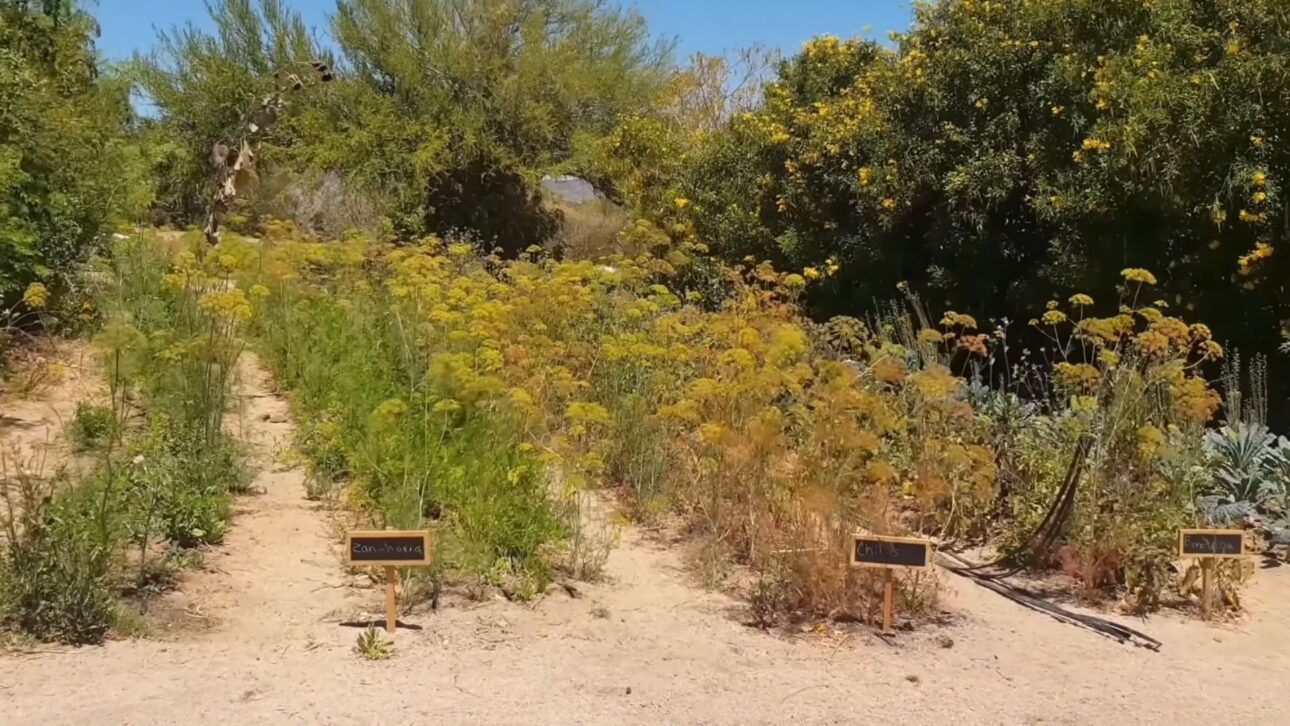 Granja En El Desierto De Sonora Regenera Suelo Con Hongos, Biocrostas Y Riego Probiótico, Reduce Uso De Agua Y Aumenta Cosechas En Clima Árido.