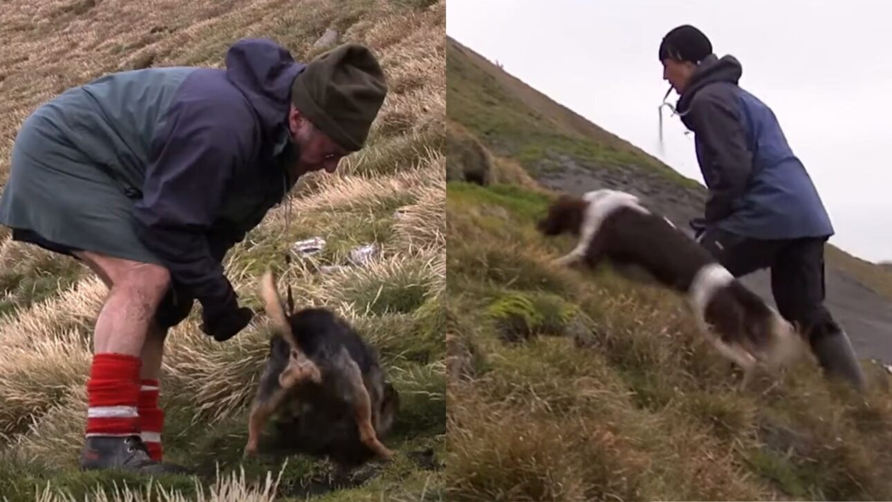 Operación inédita eliminó gatos salvajes en isla remota y permitió la recuperación gradual de aves marinas afectadas por predador invasor.