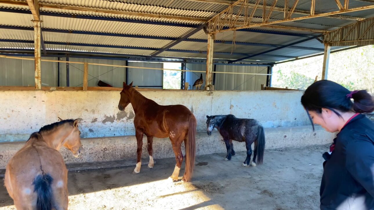 Proyecto en Capitólio transforma área familiar en el Fecho da Serra en hospedaje rural, naturaleza preservada y experiencia de roza.