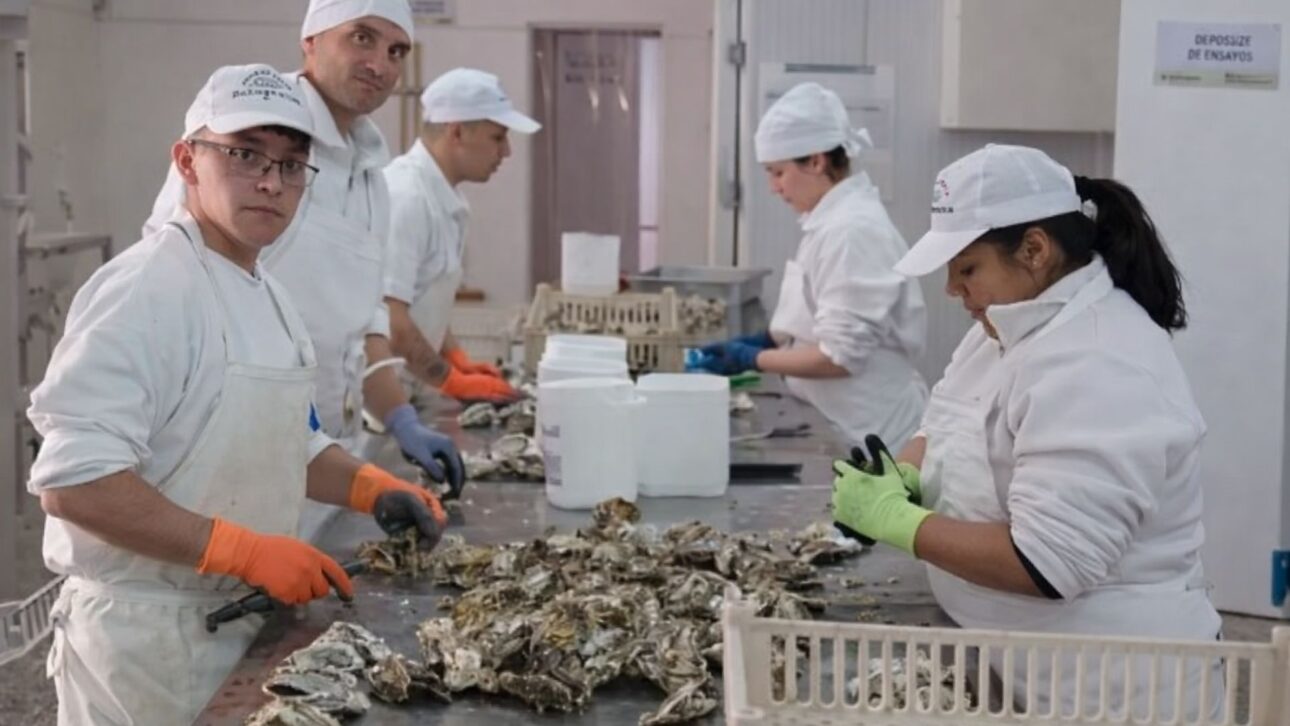 Proyecto argentino transforma ostra invasora en salsa gourmet nacional para exportación sostenible y combate a la pérdida de biodiversidad costera.