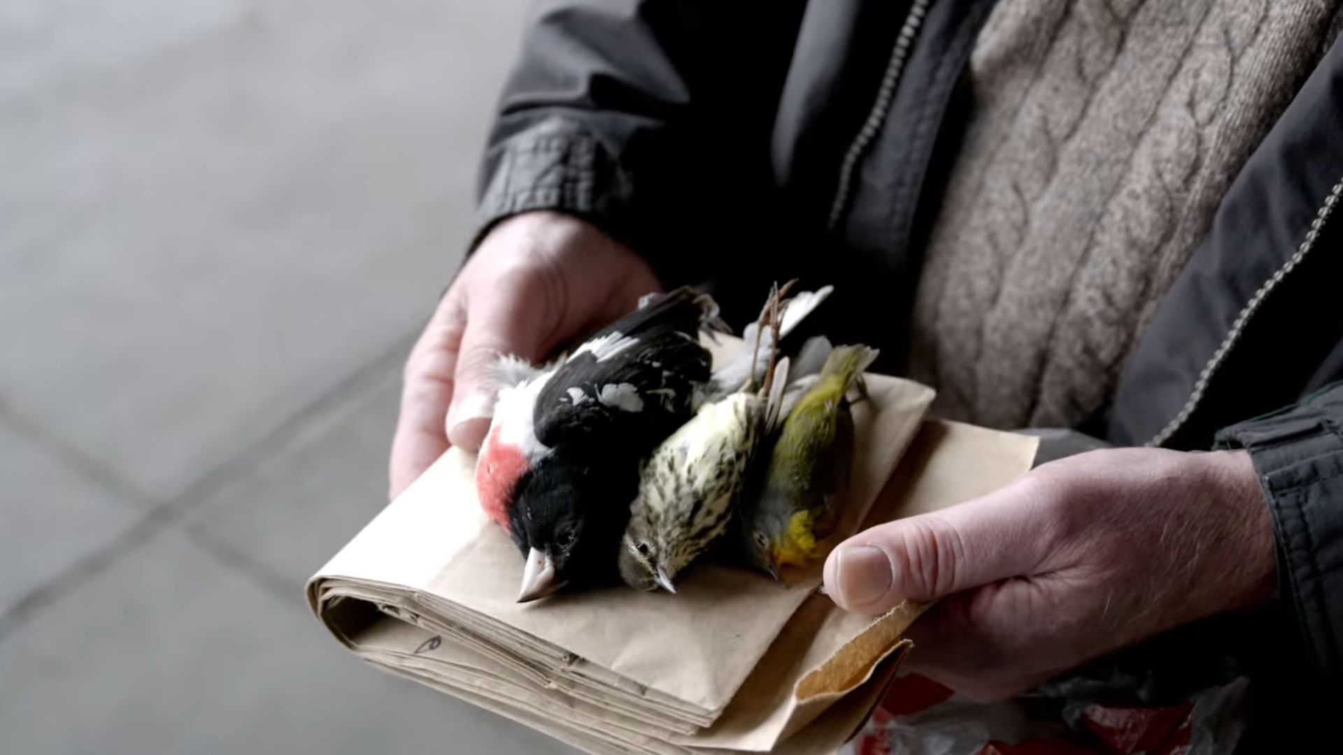 Redução de 95% nas colisões de aves em prédio histórico mostra como luz noturna e vidro influenciam migração e soluções urbanas eficazes.