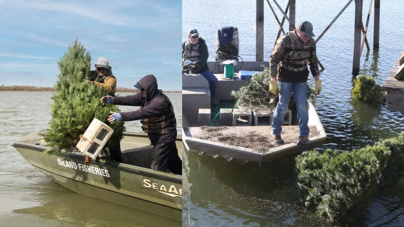 Árboles de Navidad descartados se convierten en hábitats sumergidos en lagos, crean refugio para peces, fortalecen la pesca recreativa y reducen residuos.