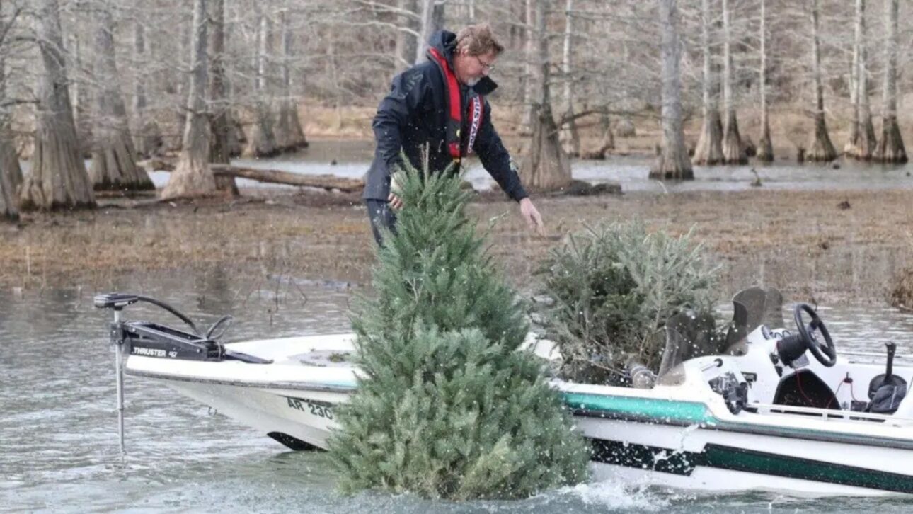 Árboles de Navidad descartados se convierten en hábitats sumergidos en lagos, crean refugio para peces, fortalecen la pesca recreativa y reducen residuos.