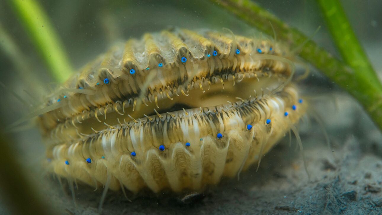 Milhões de sementes lançadas em lagoas costeiras ajudaram a recriar pradarias submarinas, melhorar a água e recuperar funções ecológicas perdidas.