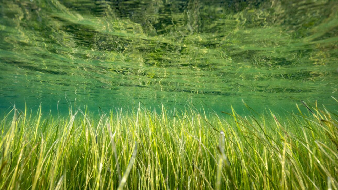 Millones de semillas lanzadas en lagunas costeras ayudaron a recrear praderas submarinas, mejorar el agua y recuperar funciones ecológicas perdidas.