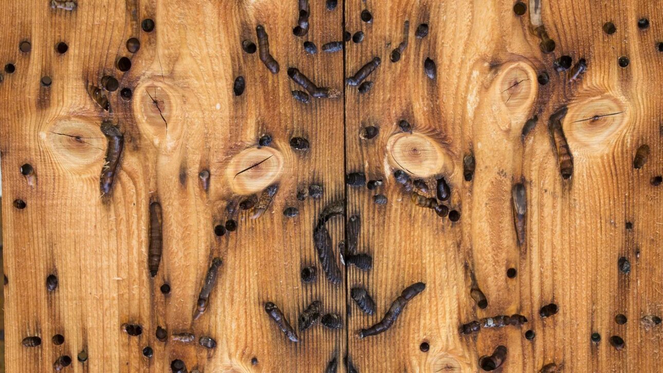 Molusco marino perfora madera por dentro, fragiliza muelles y marinas y genera costos ocultos en puertos y obras costeras en el mundo.