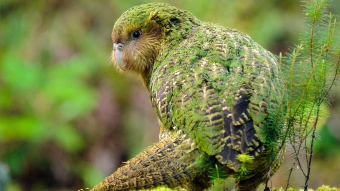 Evento raro de frutificación impulsa reproducción del kākāpō, loro más pesado del mundo, con previsión récord de nuevos polluelos.