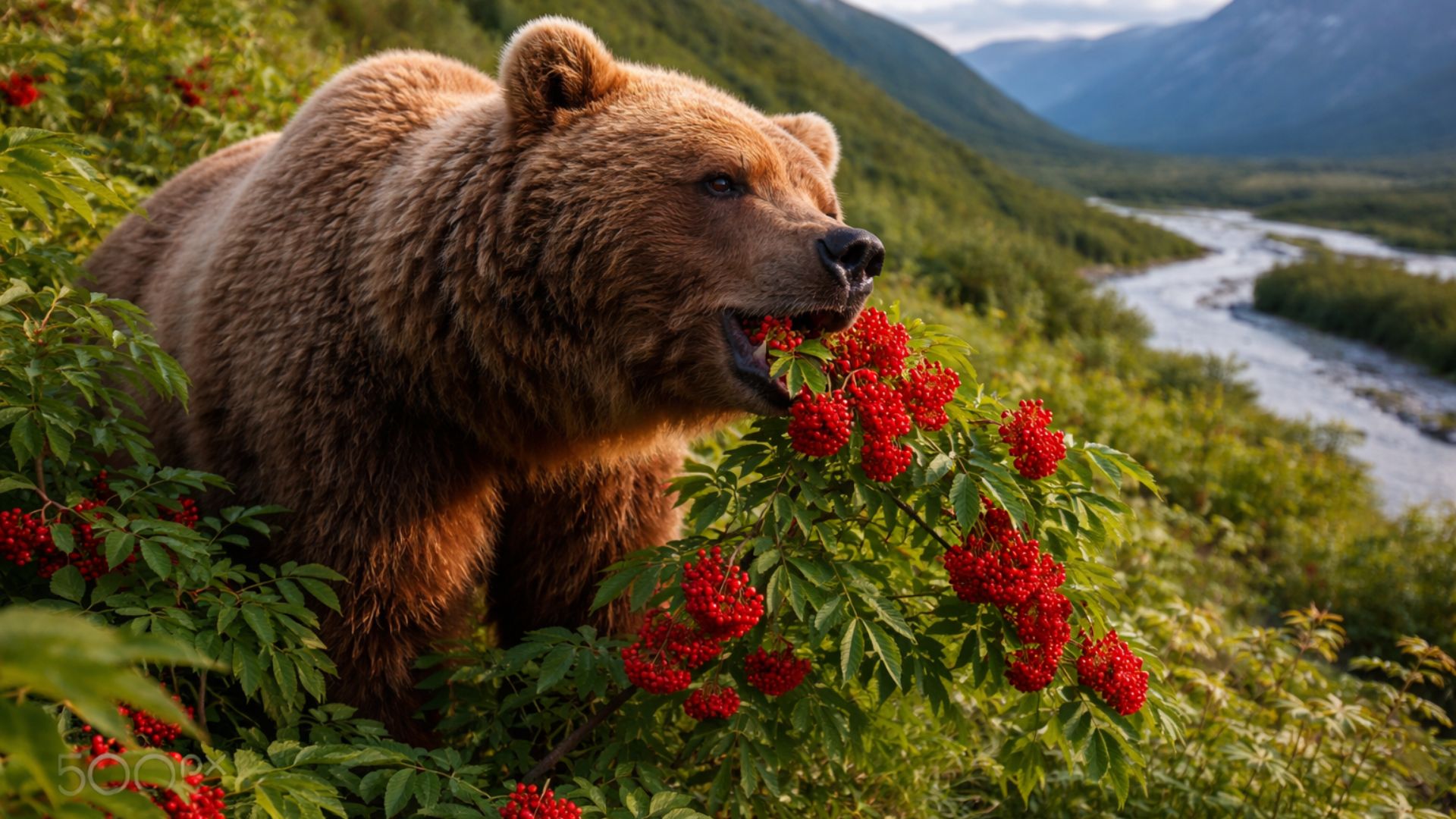 Ursos de Kodiak trocaram o salmão por bagas nas encostas do Alasca, revelando como mudanças no calendário natural afetam a sobrevivência.