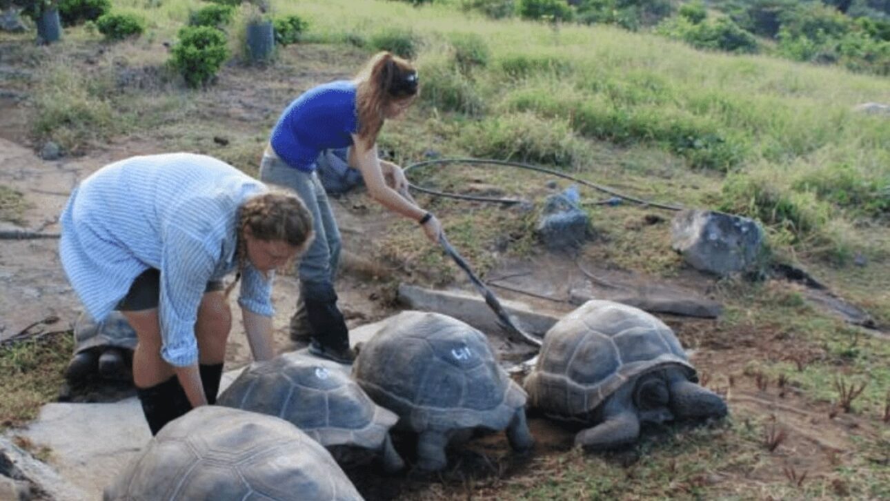 Experimento en Mauricio demuestra tortugas gigantes restaurando la dispersión de semillas y ayudando árbol raro a regenerarse sin plantación humana.