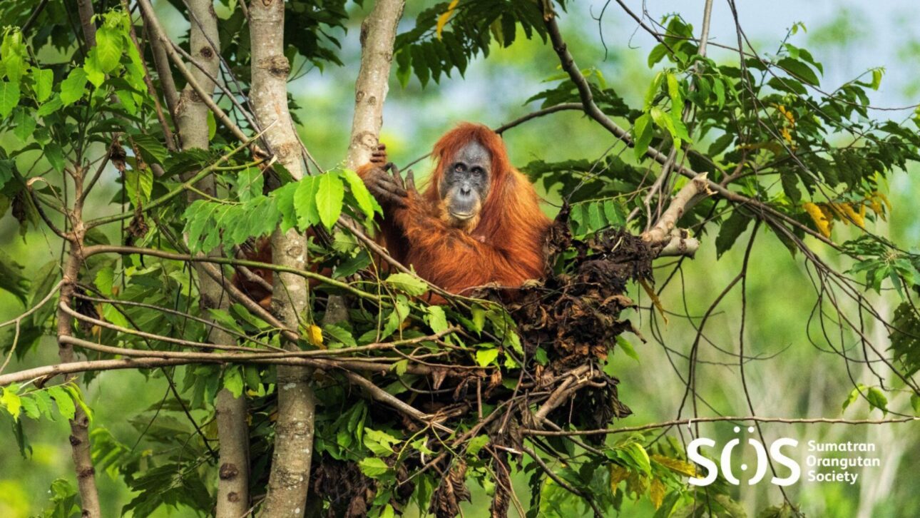 Orangután Construye Nido Todas Las Noches, Usa Hojas Como Herramientas, Hace Siestas Y Ya Ha Sido Visto Tratando Heridas Con Planta Medicinal En La Selva Asiática.