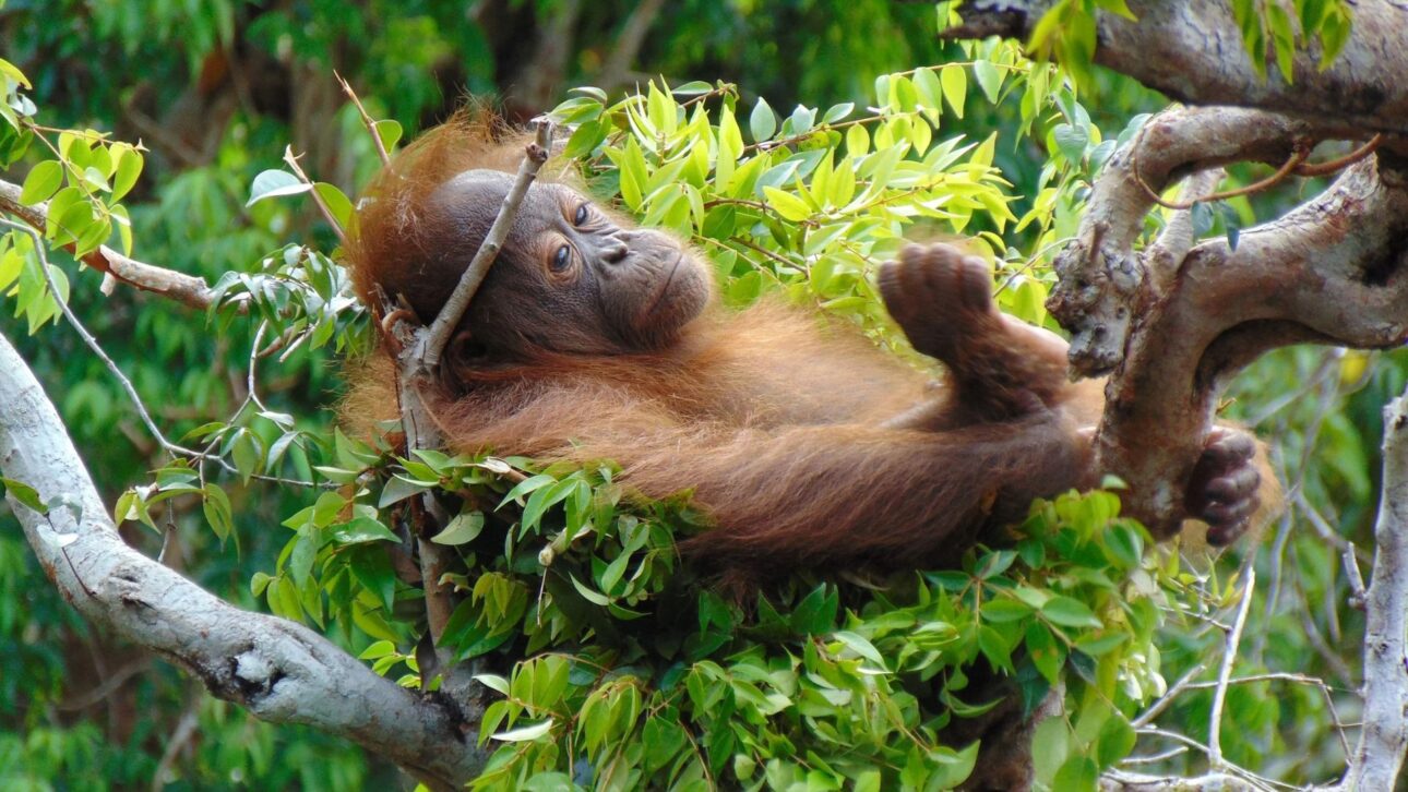 Orangután Construye Nido Todas Las Noches, Usa Hojas Como Herramientas, Hace Siestas Y Ya Ha Sido Visto Tratando Heridas Con Planta Medicinal En La Selva Asiática.