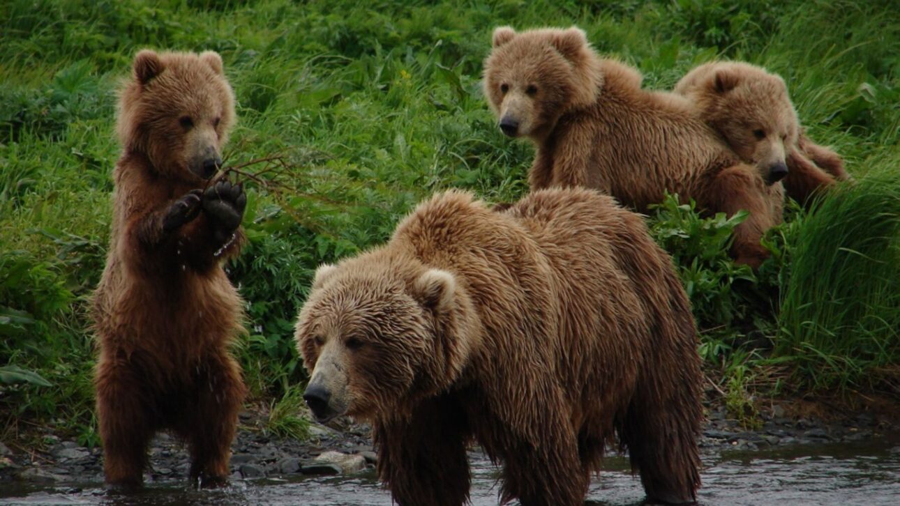 Osos de Kodiak Cambiaron el Salmón Por Bayas en las Laderas de Alaska, Revelando Cómo Cambios en el Calendario Natural Afectan la Supervivencia.