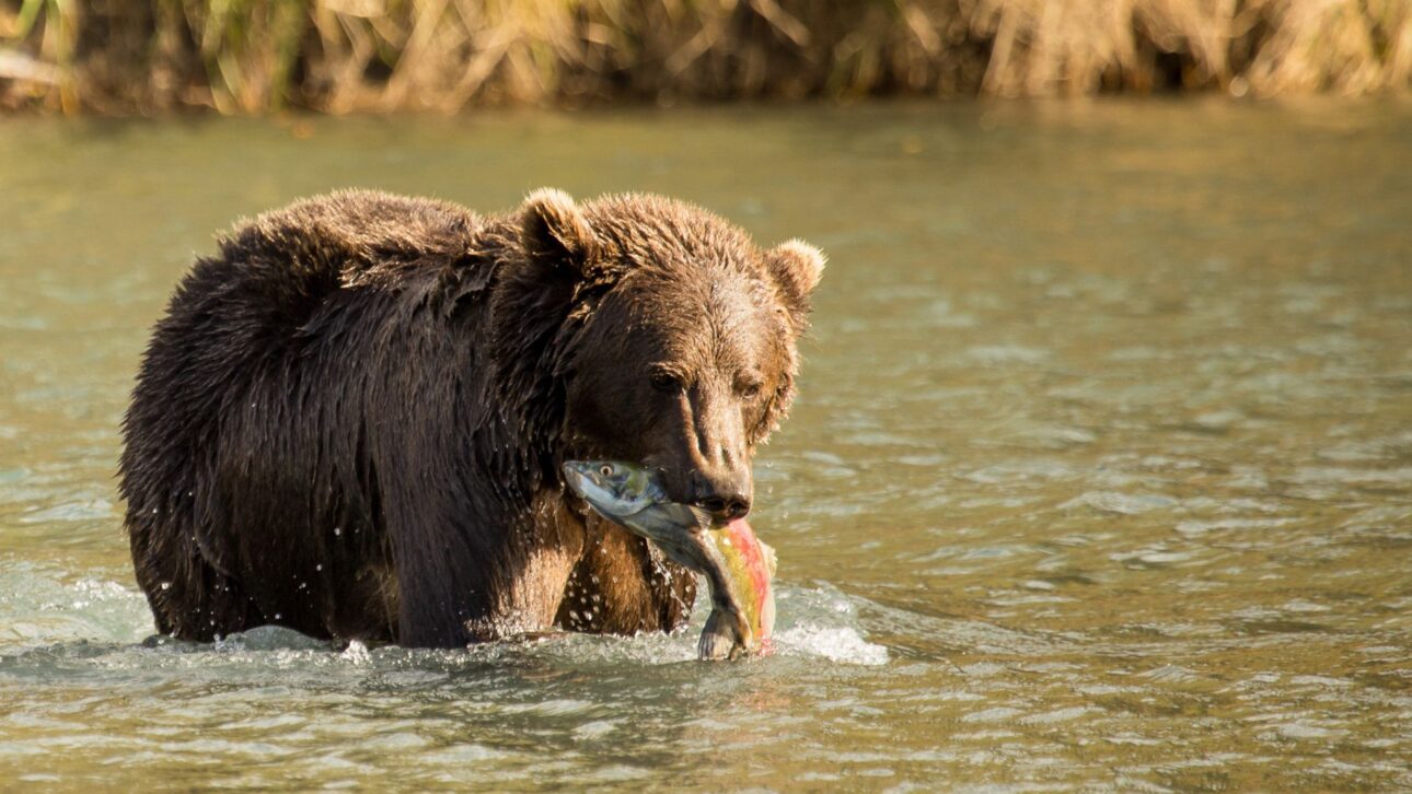 Osos de Kodiak Cambiaron el Salmón Por Bayas en las Laderas de Alaska, Revelando Cómo Cambios en el Calendario Natural Afectan la Supervivencia.