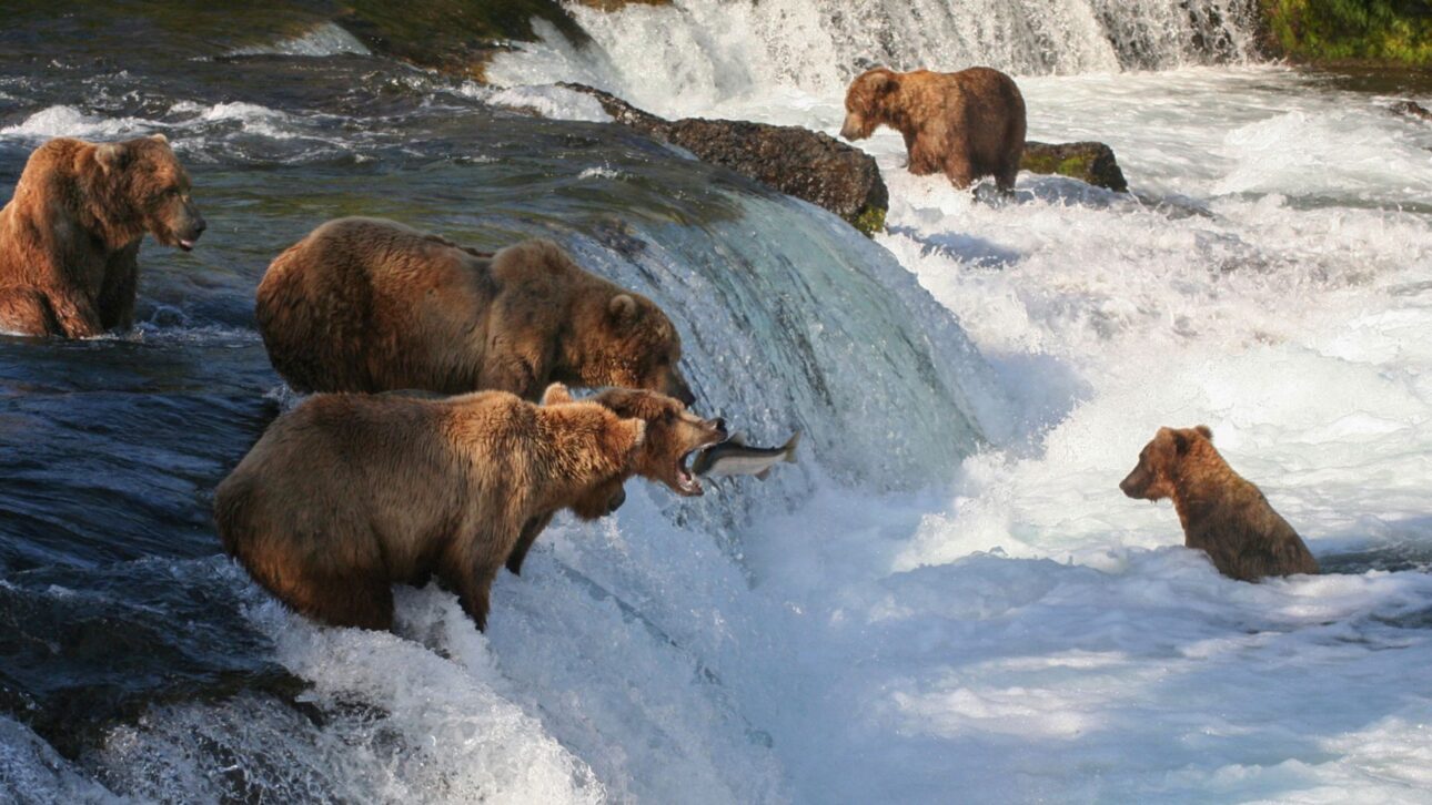 Osos de Kodiak Cambiaron el Salmón Por Bayas en las Laderas de Alaska, Revelando Cómo Cambios en el Calendario Natural Afectan la Supervivencia.